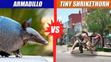 Armadillo vs Tiny Shrikethorn | SPORE