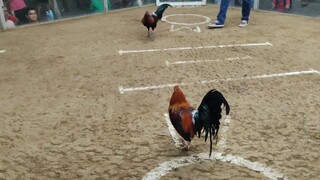 KCSA 3 HITS ULUTAN 3RD FIGHT SUPER SWEATER PARA CHAMPION LOSS!!!