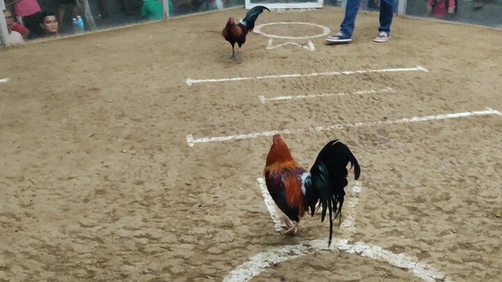 KCSA 3 HITS ULUTAN 3RD FIGHT SUPER SWEATER PARA CHAMPION LOSS!!!