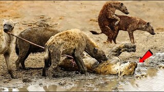 NASIB SIAL SINGA SAAT MELAWAN HYENA !! 5 Alasan Singa Takut Terhadap Hyena.