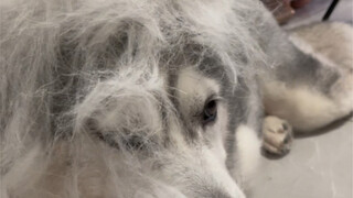 How can one dog produce the fur of two dogs?