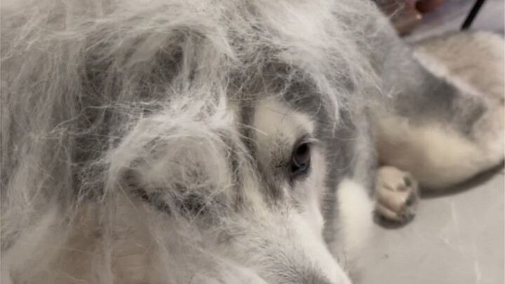 How can one dog produce the fur of two dogs?