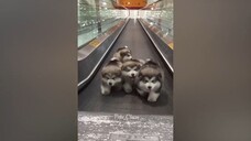 Funniest Animals 2023  Funny Cats and Dogs Videos  Part 1