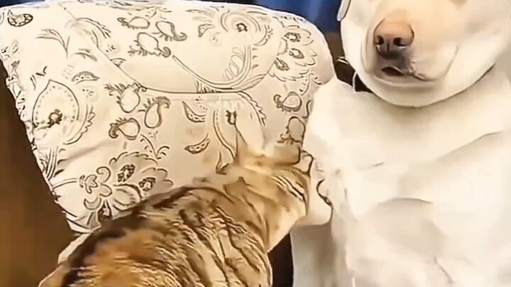 Dog: I literally couldn’t breathe at the time #cutepets #hilarious