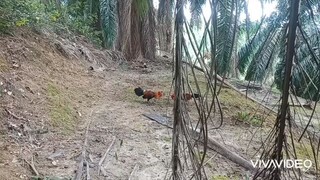 pikat ayam hutan tapau ke-2