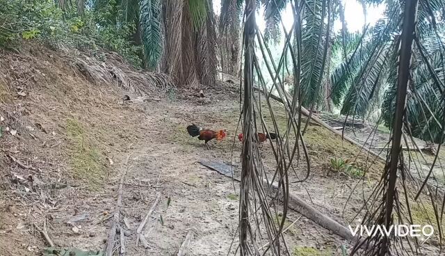 pikat ayam hutan tapau ke-2