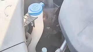 العطل الفادح الذي واجهه ميكانيكي السيارات، قال العميل أنه كان هناك صوت قطة في السيارة