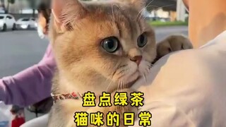 会撒娇的猫咪最好命