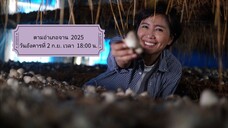 ตามอำเภอจาน พาไปเก็บเห็ดฟางดอกใหญ่ๆ จ.พระนครศรีอยุธยา วันอังคารที่ 2 ก.ย. เวลา 18.00 น.