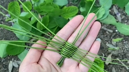 Membuat sendok cantik dari ranting pohon elm