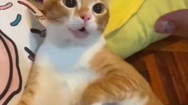 Cats who don’t like being pointed at