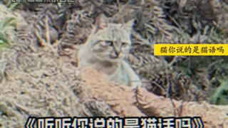 Cat: Listen, are you even speaking human (cat) language?