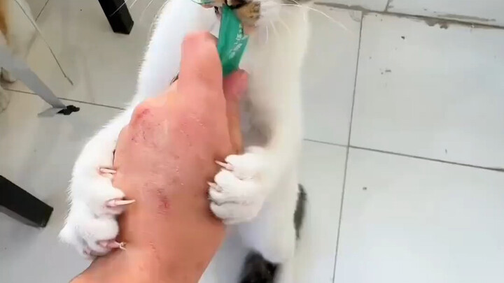 Từ “kẻ hầu mèo” giờ đã có một cách hiểu mới, thật là ngỡ ngàng