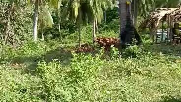 forsale 2.1 hectar 1.3million san francisco quezon