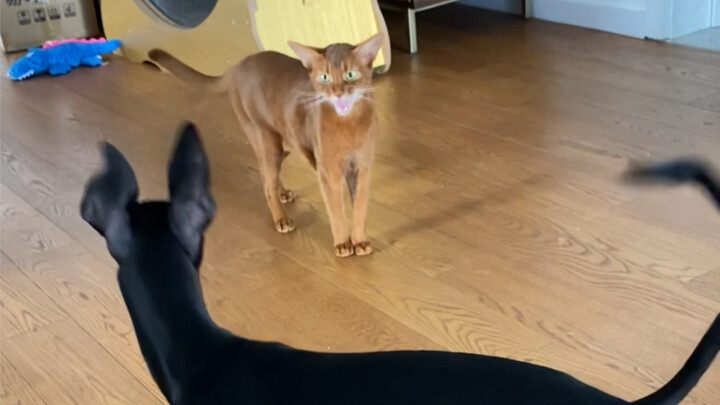 Dogs are pretty good! It's just that they're a bit hard on cats...