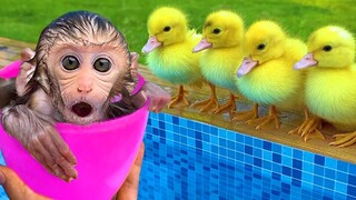 Baby Monkey Bon Bon eats watermelon ice cream with puppy and duckling runaway from the farm