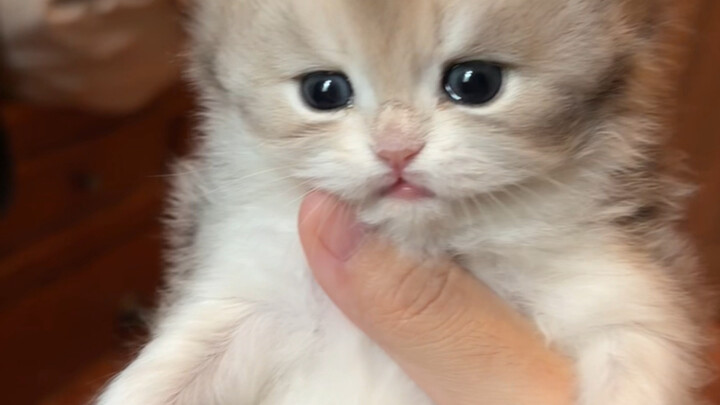 Let's take a look at our little Kuankuan!