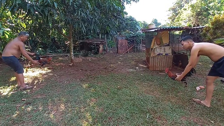 Kelso Hatch x Goldenboy Sweater vs Tornado Hatch x Roundhead