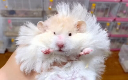 Have you ever seen a big, flashy mouse? Hahaha