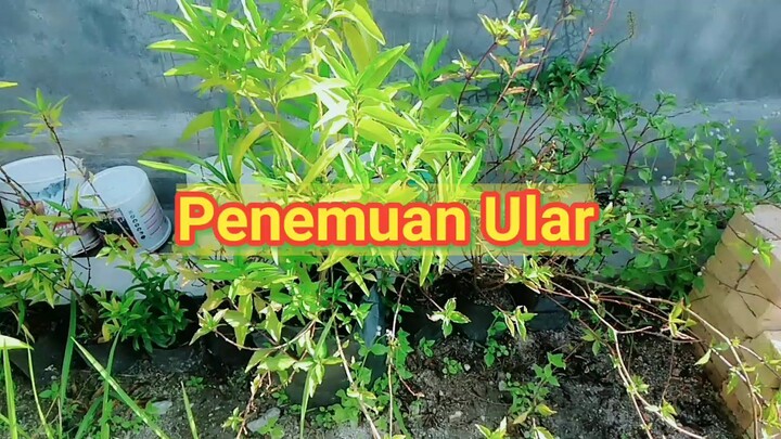 Penemuan Ular