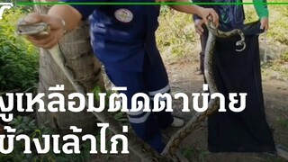 งูเหลือม 2 ตัวติดตาข่ายข้างเล้าไก่ชาวบ้าน 18-03-65 ตะลอนข่าว
