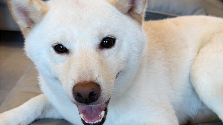 ลูกชายตัวโตของแม่ (ครอบครัวที่มีความสุขตลอดกาล)