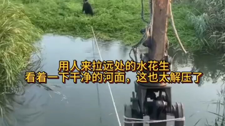 Using people to pull the water hyacinth from a distance—watching the river suddenly clear up is seri