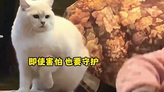 铲屎官，我来守护你