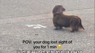 小狗不会怪你突然消失，只会想找到你了真好！