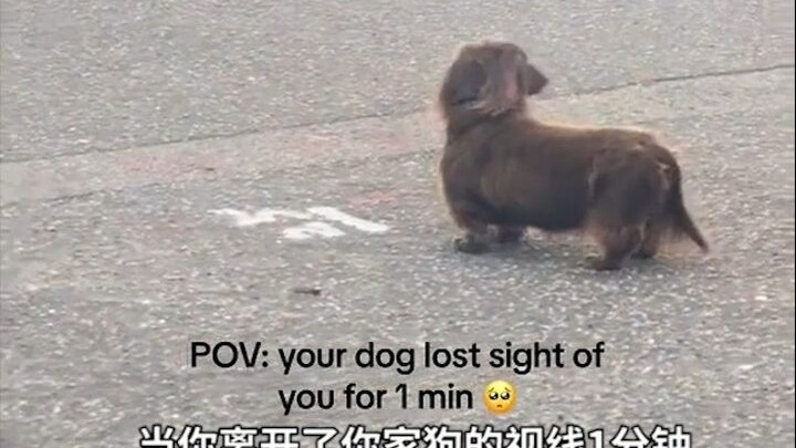 Anak anjing tidak akan menyalahkanmu karena tiba-tiba menghilang, mereka hanya akan merasa senang ak