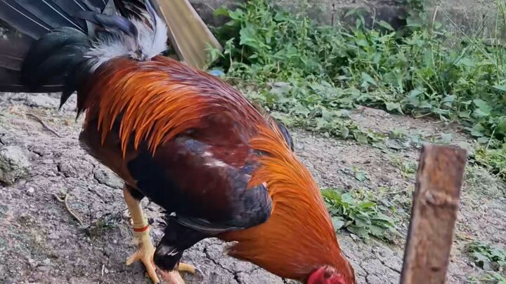 1x winner early bird