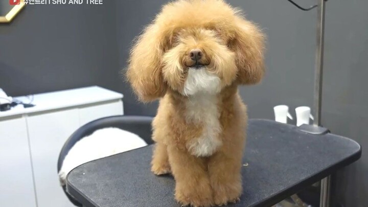 Ada Susu di Dagu Kamu: Rekaman Perawatan Kecantikan Bayi Teddy || SHU AND TREE【Dipindahkan oleh Band