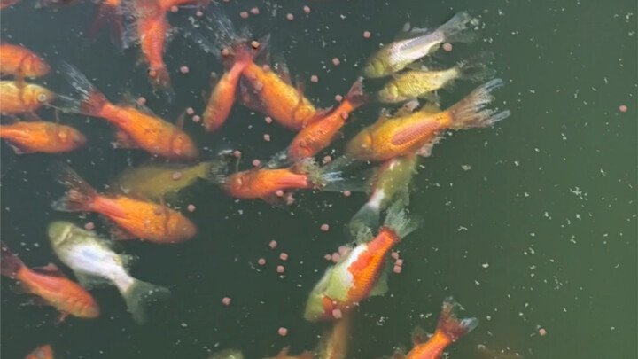 Feeding the fish—some that shouldn’t have died did anyway.