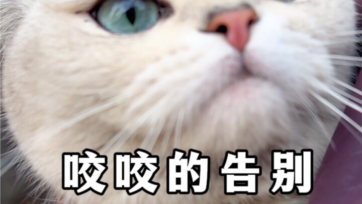 Thank you for letting Yaoyao say her final goodbye to us.