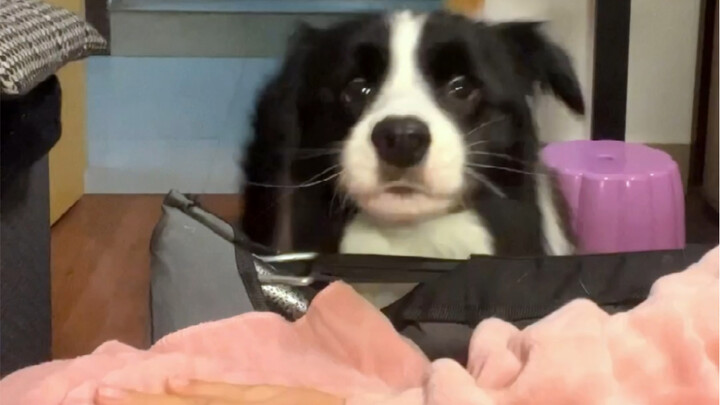 Tại sao chó Border Collie của người khác lại rên rỉ còn chó của tôi lại kêu rống?