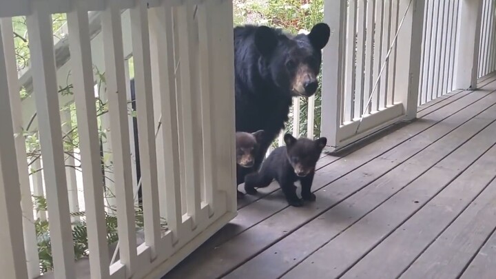 The big black bear took his cubs out for a walk. The two bear cubs were so cute as they jumped and h