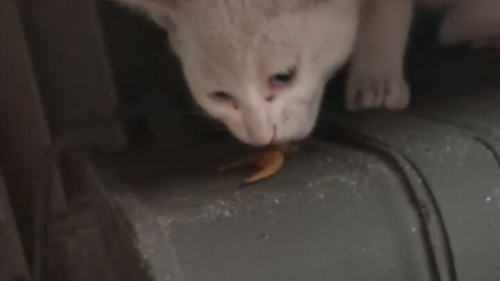 How to Build Trust with a Newly Rescued Cat