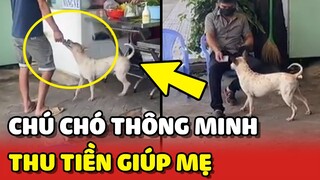 Chú chó THÔNG MINH phụ mẹ THU TIỀN CƠM cực đỉnh tại Việt Nam 😍 | Yêu Lu