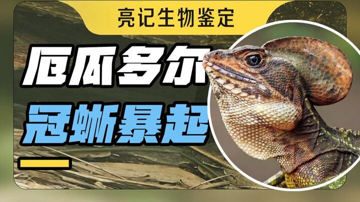 Ecuador's suddenly active helmeted basilisk, translucent mantises, and bromeliads filled with water