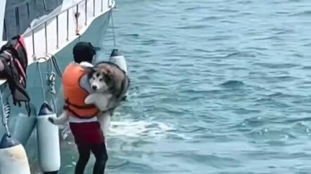 Chó: Các cậu có nhiều tiền quá không biết tiêu vào đâu à?