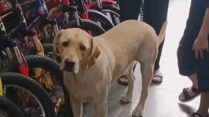 The dog wants to find someone to play with, but I feel aggrieved when I meet a customer who is afrai
