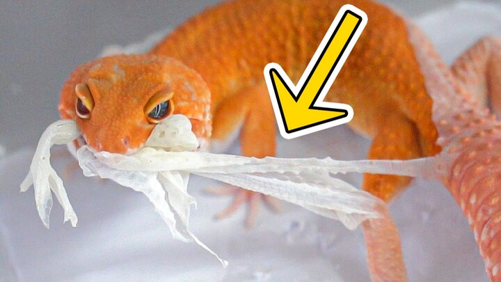 Tokek ganas melahap kulit kakinya sendiri! Kan jauh lebih melegakan daripada merobek Pikachu?