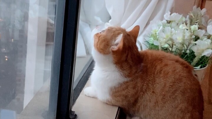 Sahabat kecil si Babi baru pertama kali melihat salju! Ia mengira itu adalah butiran-butiran kecil d