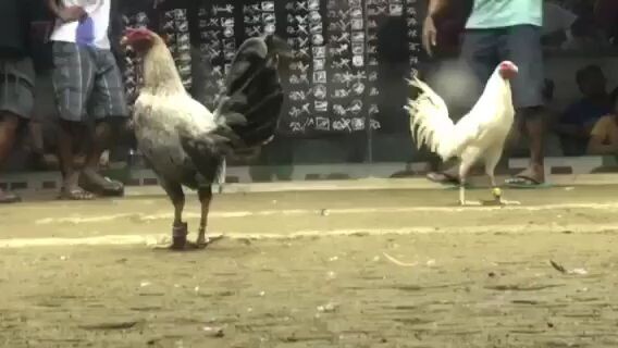 lemon sweater benabae na abohon manok