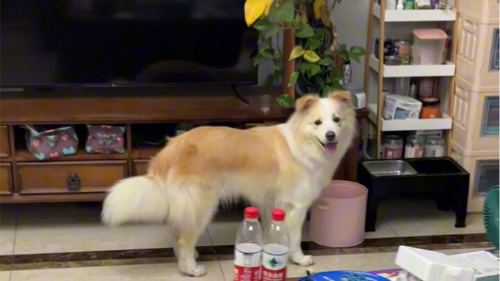 How to get your dog to feed you. After watching the video, I realized my communication skills are re