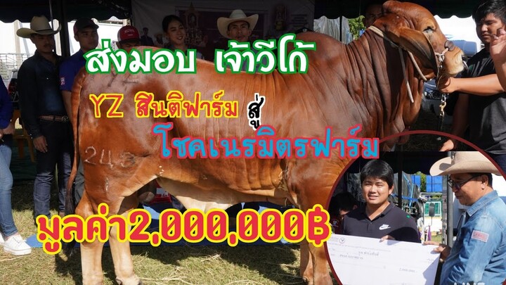 ส่งมอบวัว เจ้าวีโก้ YZ 243/1  มูลค่า2,000,000฿