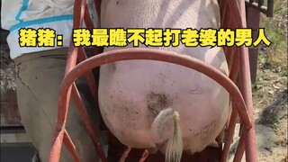 猪猪：我最瞧不起打老婆的男人