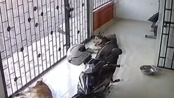The cat, worried the pup was cold, covered him with a motorcycle.