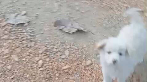 Oh no 😱mother dog denied to love the baby poor puppy