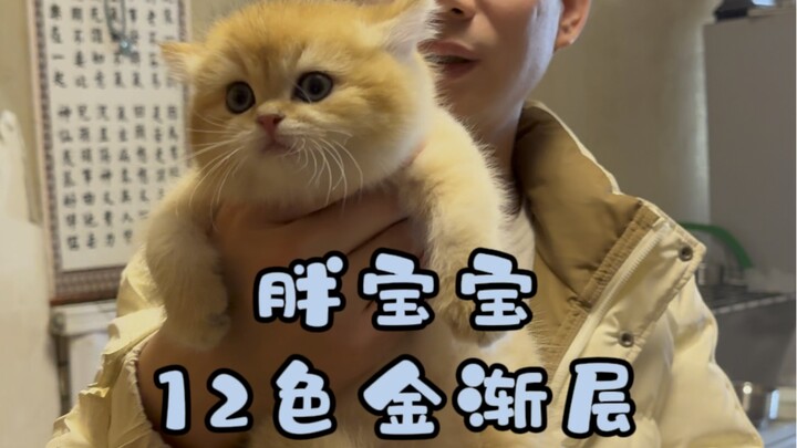 Who could resist such a cute golden-tabby chubby baby?